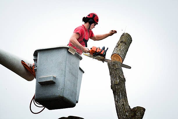 Best Emergency Tree Removal  in Cowan, TN