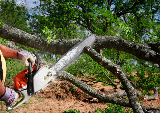 Best Commercial Tree Services  in Cowan, TN